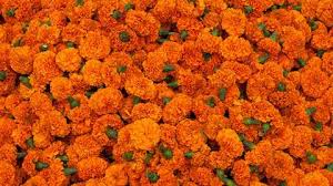 A carat of marigold costs only Rs | झेंडूचे कॅरेट अवघे १०० रुपयांना