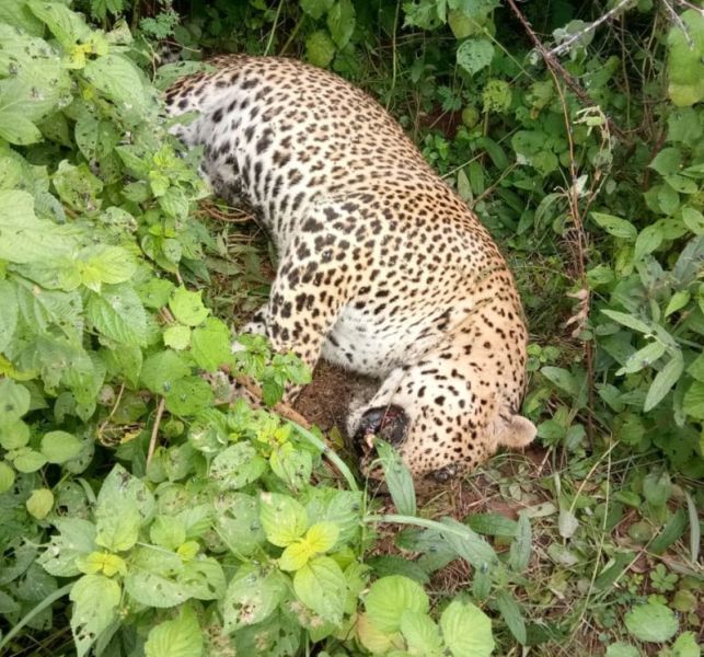 Dead Leopard was found in Chandrapur district | चंद्रपूर जिल्ह्यात बिबट मृतावस्थेत आढळला