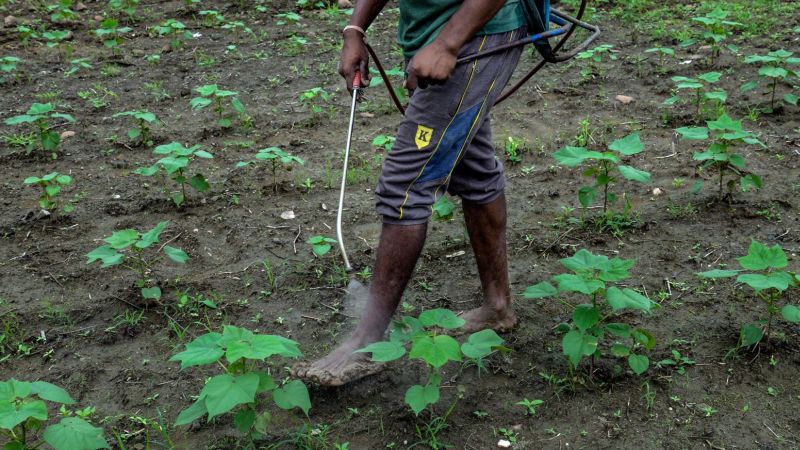 416 farmers, farm laborers suffered from pesticide poison in Vidarbha | विदर्भात चार महिन्यात ४१६ शेतकरी, शेतमजुरांना विषबाधा