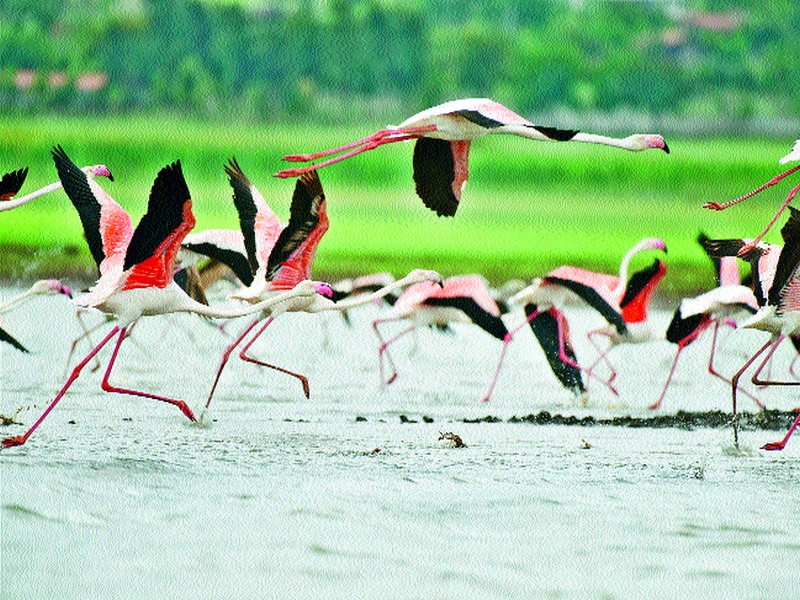 No boundaries to stop them! Arrival of migratory birds in Nashik city and surrounding area | कोई सरहद्द ना इन्हे रोके !;  नाशिक शहर व परिसरात स्थलांतरित पक्ष्यांचे आगमन