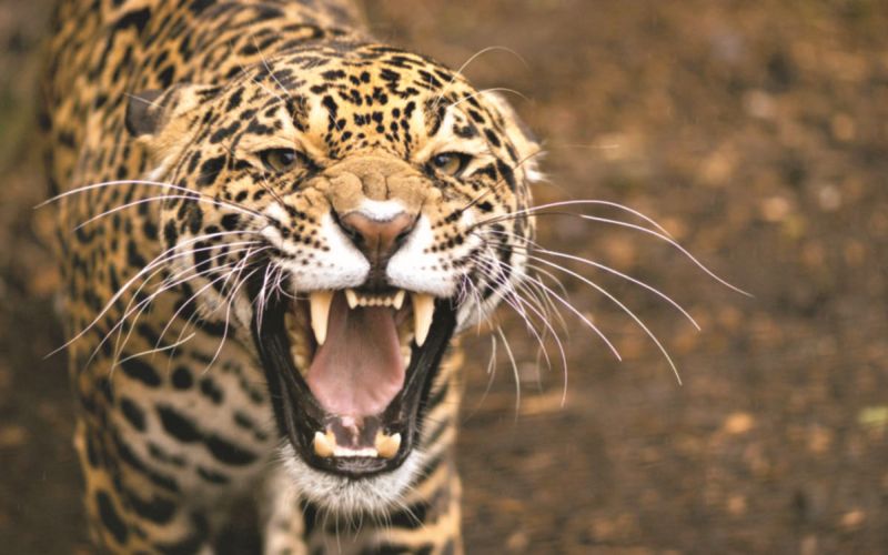 leopard get hypered in Chandrapur district; Fourth attack, third victim | चंद्रपूर जिल्ह्यात बिबट्या झाला सैराट; आठवड्यातील चौथा हल्ला, तिसरा बळी