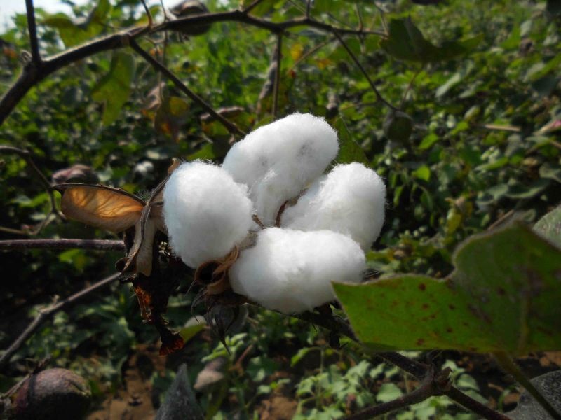 Cotton prices are likely to be Rs 5 thousand 550 | कापसाचा भाव ५ हजार ५५० राहण्याची शक्यता