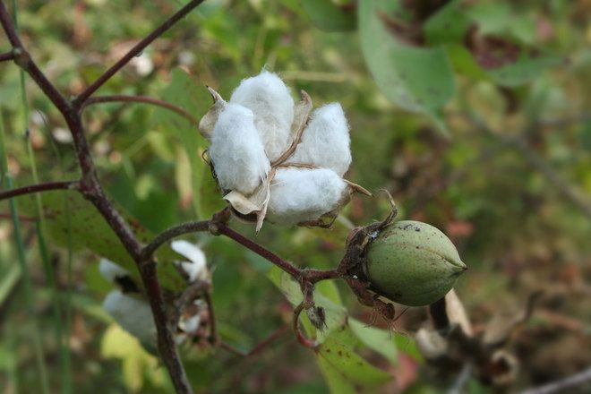 Lakhs of cotton growers in 20 districts will lose their help | २० जिल्ह्यातील लाखो कापूस उत्पादक मदतीला मुकणार