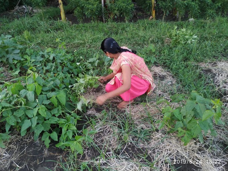 Vegetable competition at Warud in Amravati district | अमरावती जिल्ह्यातील वरुड येथे रानभाज्यांची स्पर्धा