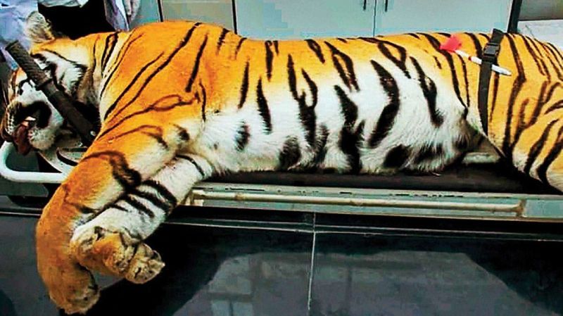 T-1 Tigress death case; Six hours investigation of forest officials and employees | टी-१ वाघीण मृत्यू प्रकरण; वनअधिकारी व कर्मचाऱ्यांची सहा तास चौकशी