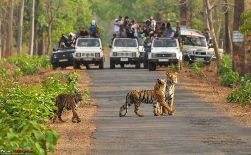 Implementation of rules will now be strict in Tadoba Tiger Reserve | आता ताडोबा व्याघ्र प्रकल्पात होणार नियमांची काटेकोर अंमलबजावणी