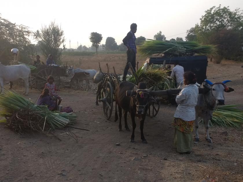 Fodder scarcity in rural areas of Baglan taluka | बागलाण तालुक्यातील ग्रामीण भागात चारा टंचाई
