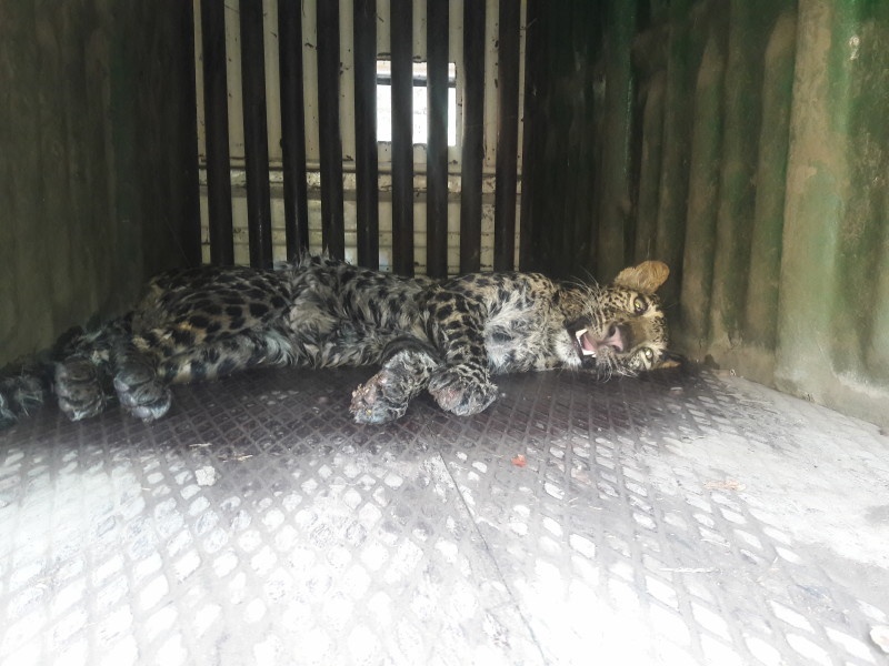 The leopard fall down into well due to trying unknown animals caught in Junnar taluka | जुन्नर तालुक्यात सावज पकडण्याच्या नादात बिबट्या विहिरीत पडला