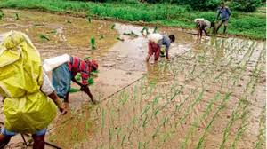 Outbreaks appear to be exacerbated during rice cultivation | भात पिकावर मावा , करपाचा प्रादुर्भाव