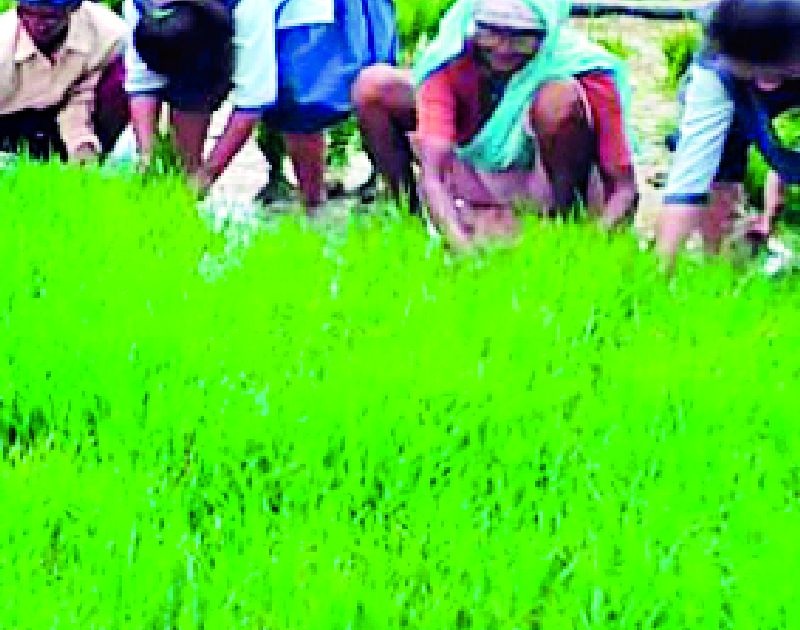 3 crore crop insurance for farmers | शेतकऱ्यांना ६८ कोटींचा पीक विमा