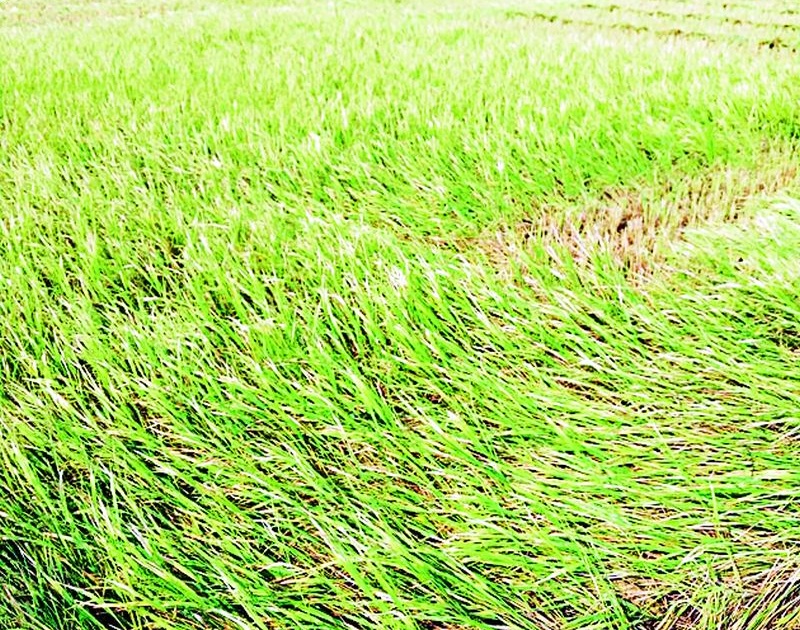 Due to untimely rains, paddy in seven acres was destroyed | अवकाळी पावसामुळे सात एकरातील धान मातीमोल