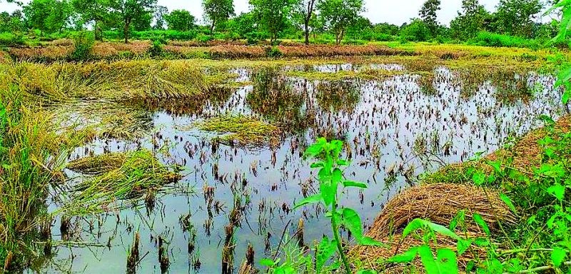 Returning rain, crumbling paddy in crisis | परतीचा पाऊस, तुडतुड्याने धान संकटात