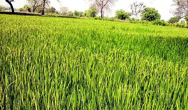 Paddy and sugarcane crop failure due to lack of water | पाण्याअभावी भात व ऊस पीक संकटात