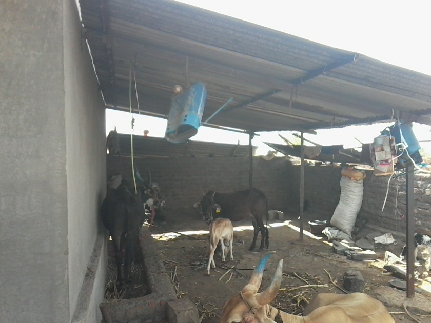 Due to the scarcity of cattle feed in Rajapur, cattle breed | राजापूरला चारा टंचाईने पशुपालक हैराण