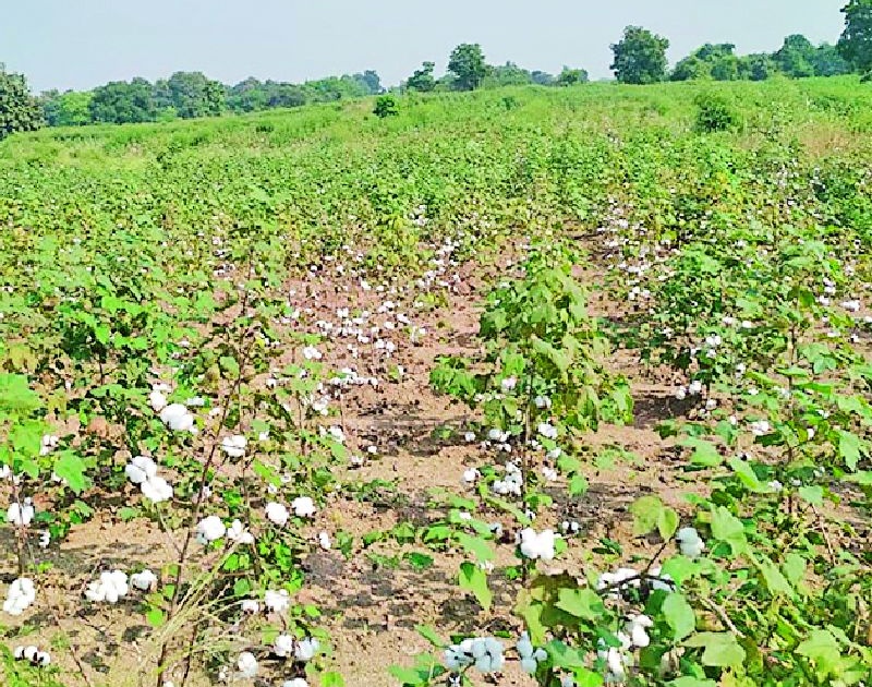 A double crisis on the cotton producing farmers in the district | जिल्ह्यातील कापूस उत्पादक शेतकऱ्यांपुढे दुहेरी संकट