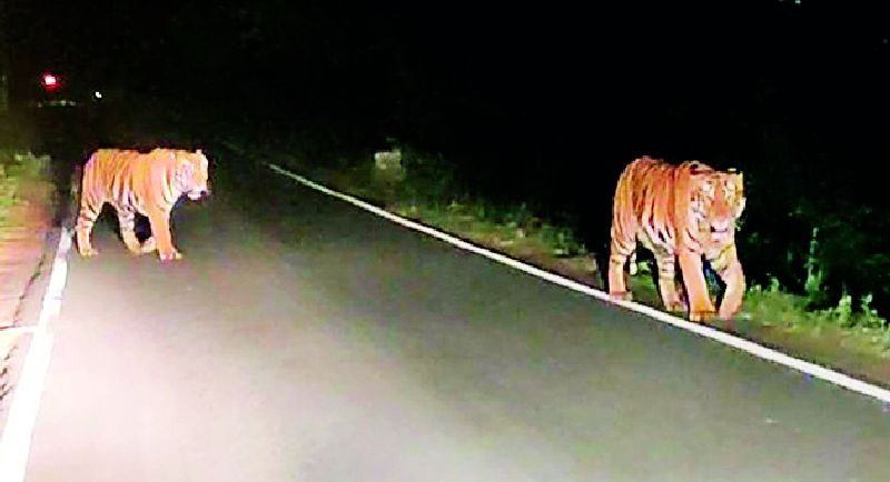 Two tigers appear on Mul-Maroda road | मूल-मारोडा रस्त्यावर दोन वाघांचे दर्शन