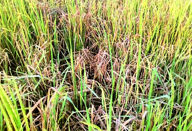 Paddy crop due to lack of rain | पावसाअभावी धान पीक संकटात