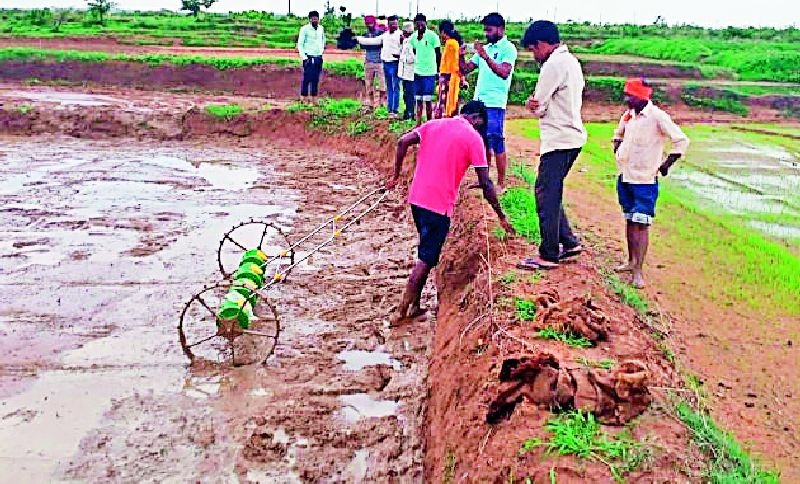 Sowing of paddy on mud by direct pedicider | डायरेक्ट पॅडीसिडरद्वारे चिखलावर धान पेरणी