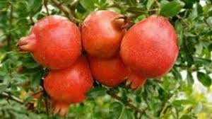 Pomegranate orchards in danger in the district | जिल्ह्यात डाळिंबबागा धोक्यात