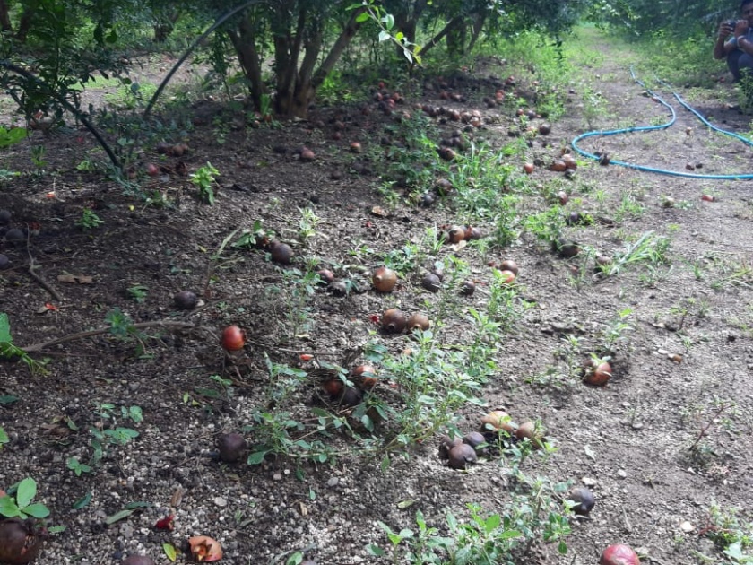 Damage to onion seedlings in Deola taluka | देवळा तालुक्यात कांदा रोपांचे नुकसान
