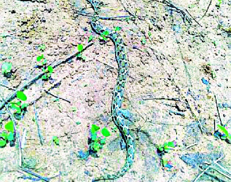 The poisonous phauses found in the garden of Siemna | सेमाना उद्यानात आढळला विषारी फुरसे