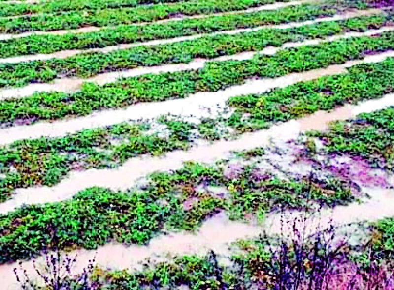 Hailing the farmers with hail | गारपिटीने शेतकरी हवालदिल
