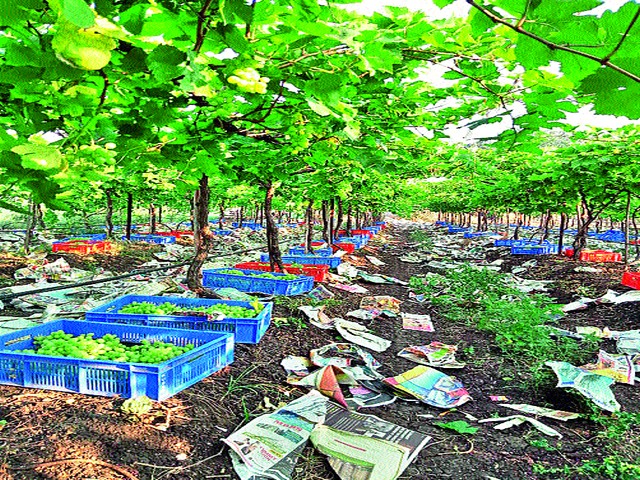 Grapes rescued from returning rain to Europe | परतीच्या पावसातून वाचविलेली द्राक्षे युरोपला
