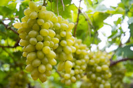 Grape growers worried about untimely rains | अवकाळी पावसाने द्राक्ष उत्पादक हवालदिल