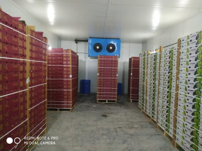  Delivery grapes to Dubai market! | कळवणची द्राक्षे दुबईच्या बाजारात !
