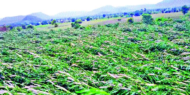 Extreme damage to crops due to storms in Kharde area | खर्डे परिसरात वादळामुळे पिकांचे अतोनात नुकसान