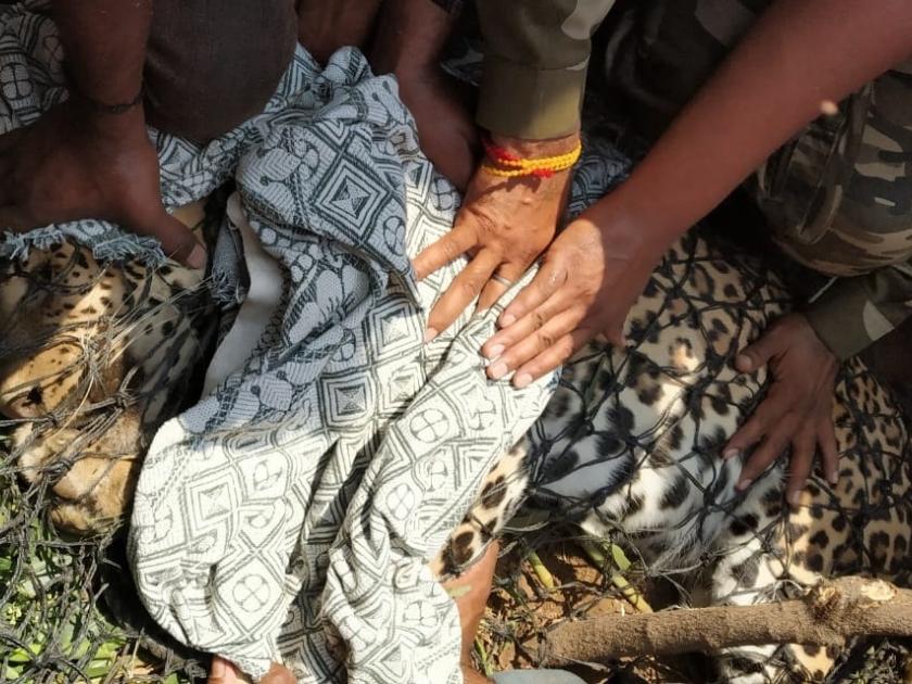 Sumeto plea on leopard's death: 'Lokmat's news acquitted by a Aurangabad bench himself | बिबट्याच्या मृत्यूबाबत स्युमोटो याचिका : ‘लोकमत’मधील वृत्ताची खंडपीठाने स्वत:हून घेतली दखल