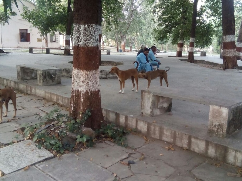 Dogs in the city threaten the lives of psychiatric patients | नागपुरात कुत्र्यांमुळे मनोरुग्णांचा जीव धोक्यात
