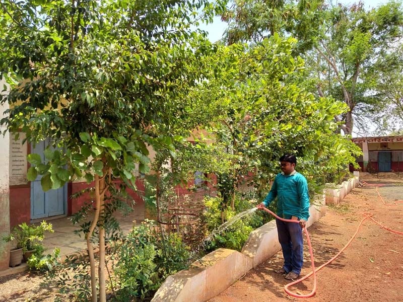 Bhatwale uncle planted Vanrai in Zilla Parishad school | पर्यावरणप्रेमी भातवाले मामांनी जिल्हा परिषद शाळेत फुलवली वनराई