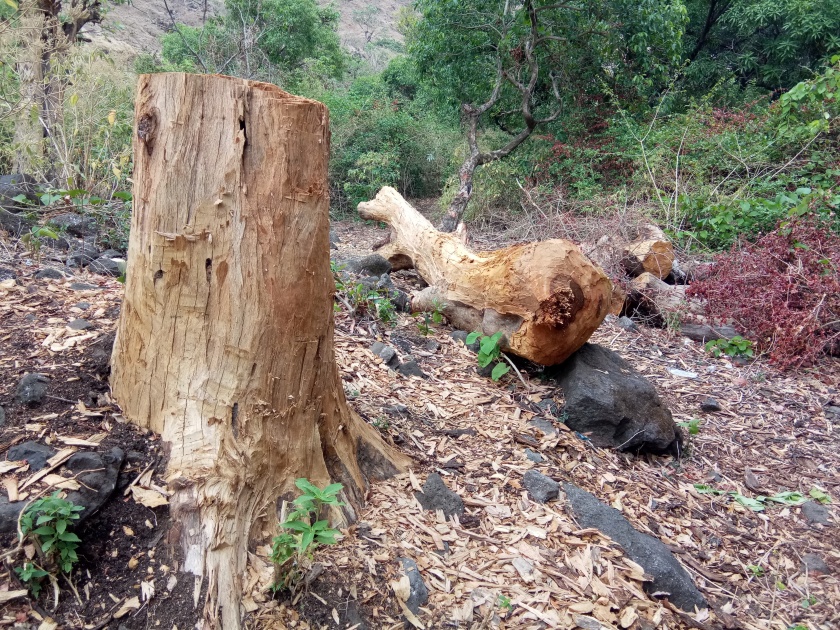 Increased deforestation at the foot of Salher Fort | साल्हेर किल्ल्याच्या पायथ्याशी चोरट्या वृक्षतोडीत वाढ