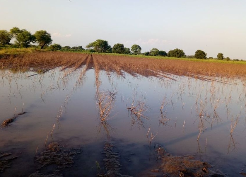 Two thousand hectares of crop water | दोन हजार हेक्टर पीक पाण्यात
