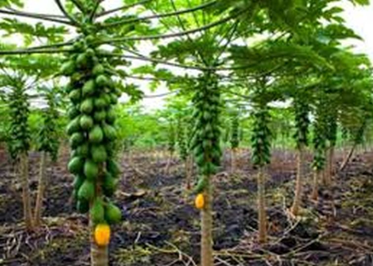 The farmers should break the papaya at the fixed rate | ठरलेल्या दराप्रमाणेच शेतकऱ्यांनी पपई तोड करावी