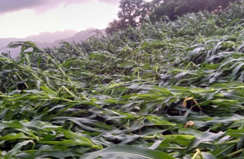 Crops leveled in Taloda taluka due to heavy rains | तळोदा तालुक्यात वादळी पावसामुळे पिके भूईसपाट