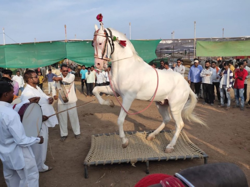 Horse market turnover of Rs | घोडे बाजारात ८७ लाखाची उलाढाल
