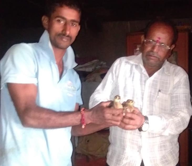 Kolhapur: Livedi's two pupils are alive, farmers give grateful to the animals | कोल्हापूर : लांडोरीच्या दोन पिल्लांना जीवदान, शेतकर्‍याची मुक्या प्राण्यांबाबत कृतज्ञता