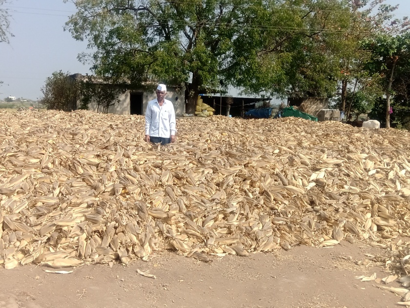 Maize markets fall | मका बाजारभावात घसरण