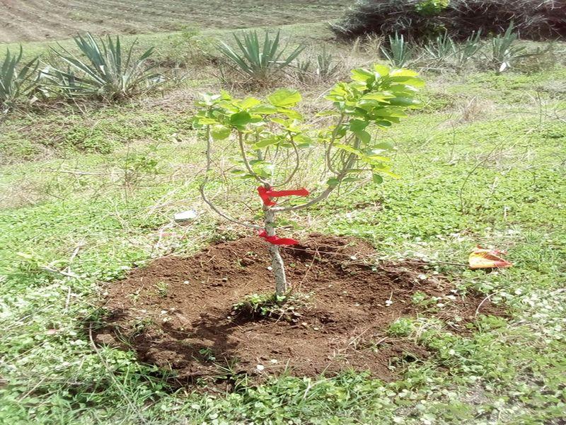  Start of tree planting campaign in Bhusawal taluka | भुसावळ तालुक्यात वृक्ष लागवड मोहिमेला धडाक्यात प्रारंभ