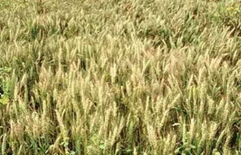 Objectives of rabi crops on 42 thousand hectare area in Malegaon taluka | मालेगाव तालुक्यात ४२ हजार हेक्टर क्षेत्रावर रब्बी पिकांचे उद्दिष्टे