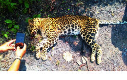 The death of the leopard due to the noise of the vehicle | वाहनाच्या धडकेने बिबट्याचा मृत्यू