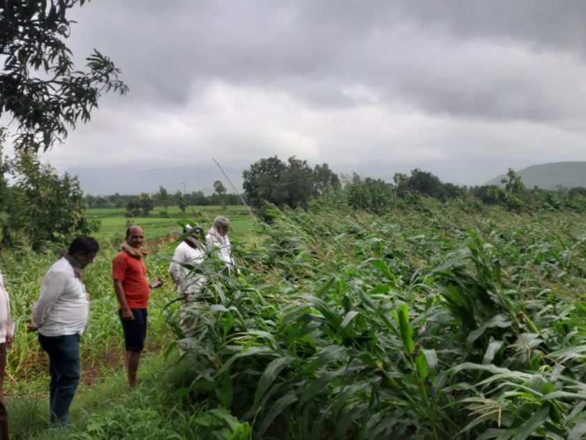 Maize crop leveled in Baglan taluka due to rains | बागलाण तालुक्यात पावसाने मका पीक भुईसपाट