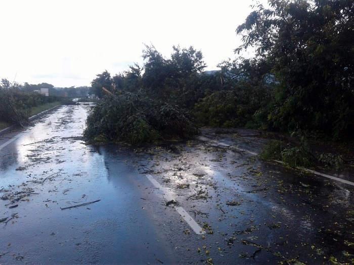  The walls fell down .. the trees disappeared! In Satara district, due to heavy rain | भिंती पडल्या.. झाडे उन्मळली ! सातारा जिल्'ात मुसळधार पावसामुळे हाहाकार
