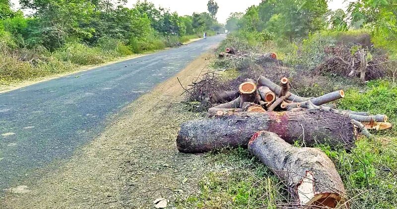 Hundreds of trees slaughtered for road construction | रस्ते निर्मितीसाठी शेकडो वृक्षांची कत्तल