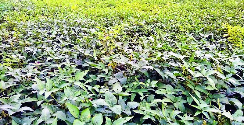 Cotton, soybean growers worried about continued rains | सततच्या पावसाने कपाशी, सोयाबीन उत्पादक शेतकरी चिंतित