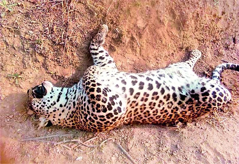 Three-and-a-half-year-old leopard | साडेतीन वर्षाच्या बिबट्याची हत्या