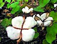 Cottonseed village purchase costs Rs 3,900 per quintal; International cotton market declines results | कापसाची खेडा खरेदी प्रति क्विंटल ३,९00 रुपयांवर; आंतरराष्ट्रीय कापूस बाजारात दर कोसळल्याचा परिणाम!