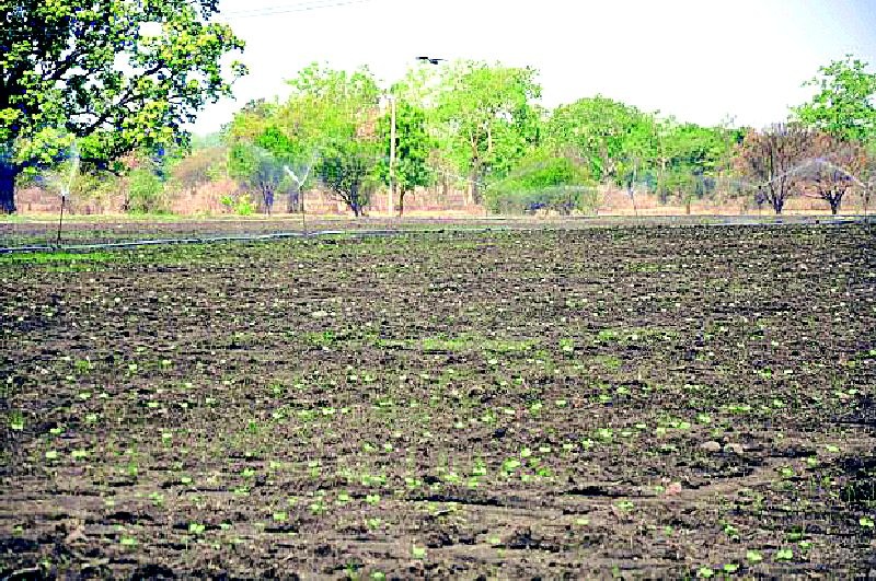Risk of six lakh hectares without rains | पावसाविना सहा लाख हेक्टर पिकाला धोका